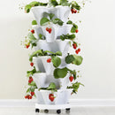 Vaso de plantas